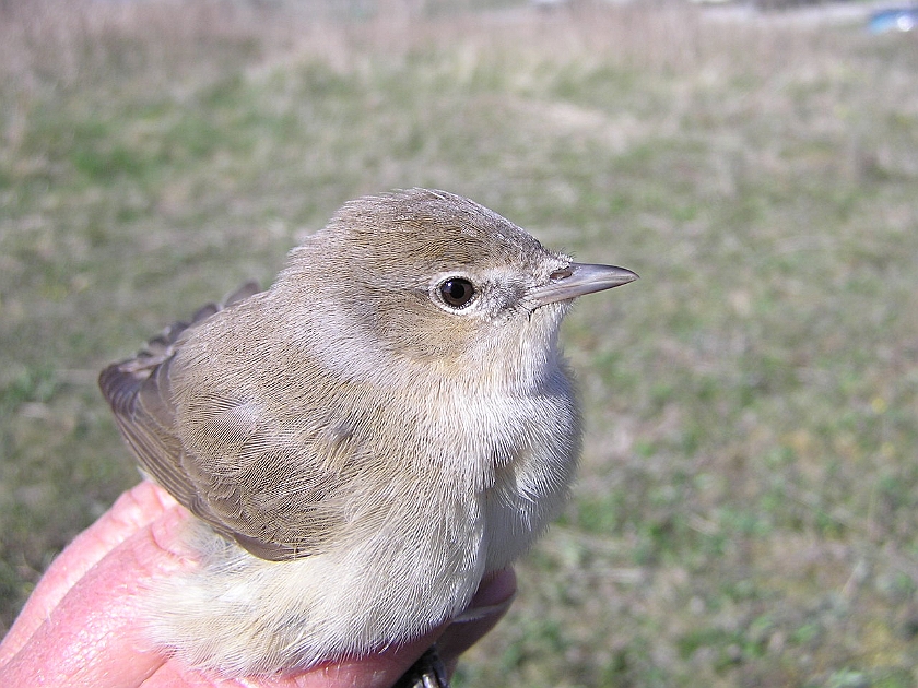 Garden Warbler, Sundre 20050514